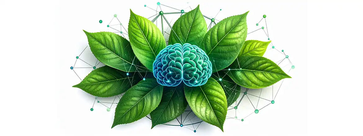 What does drinking yerba mate do? How does it affect concentration?