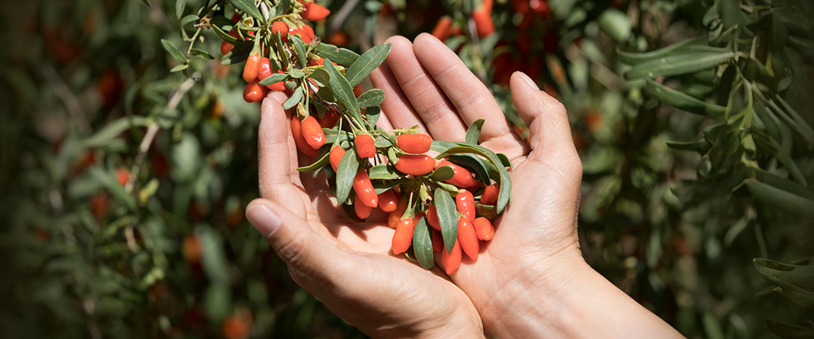 Goji fruit