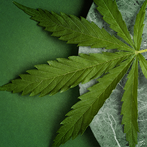 New flavors with organic hemp! Not only yerba mate...