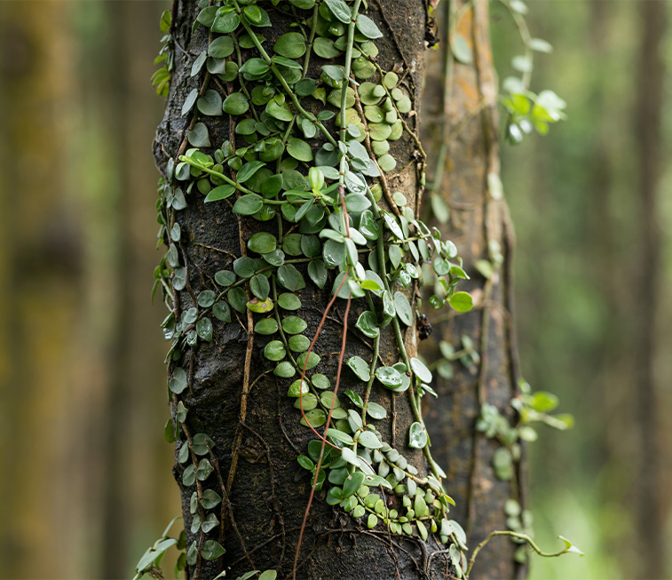 Palo santo – how does the “sacred tree” help?